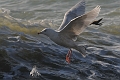 glaucous gull, glaucous gulls-12